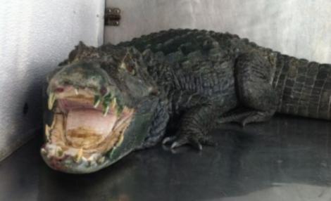 "Prizonierul" unui crocodil urias: A ramas doua saptamani captiv pe o insula