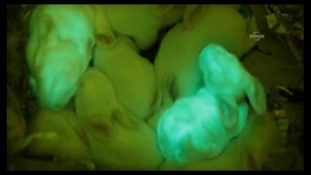 VIDEO! Iepuri care stralucesc in intuneric