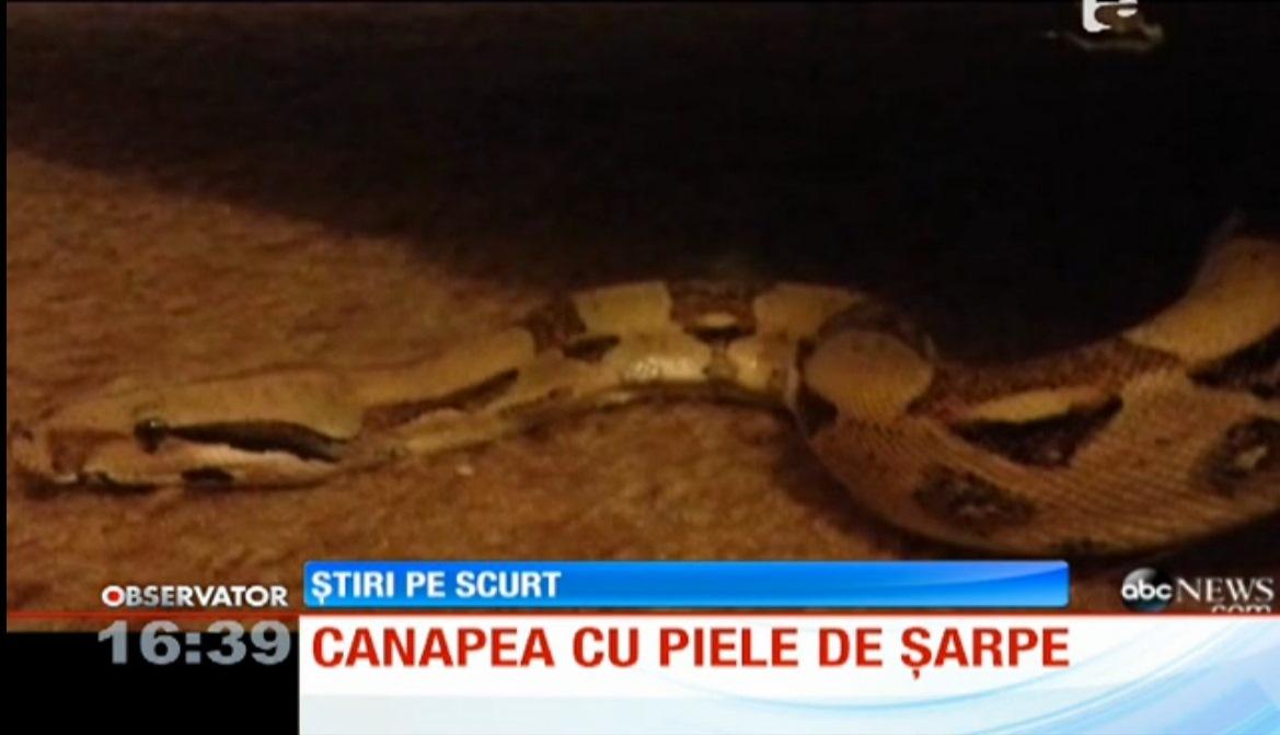 Şi-a cumpărat o canapea la m&acirc;na a doua şi a primit, bonus, UN PITON