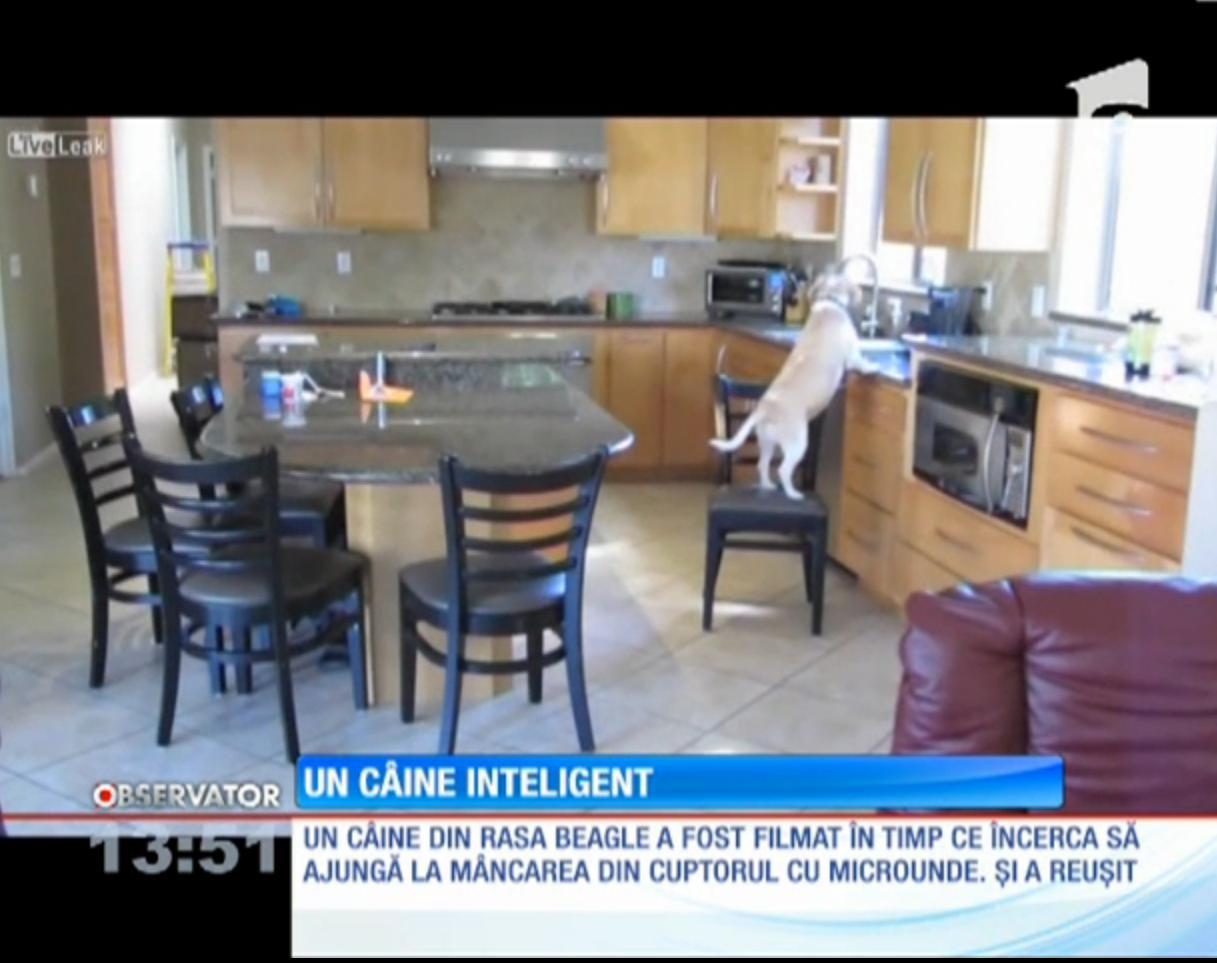 Un c&acirc;ine inteligent ştie să ia m&acirc;ncarea direct din cuptor