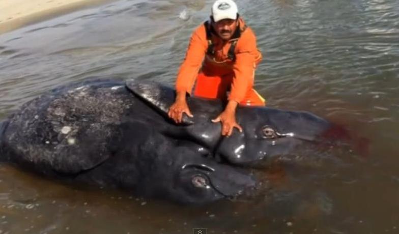 Caz unic &icirc;n biologia marină: Descoperirea care i-a ULUIT pe cercetătorii din Mexic