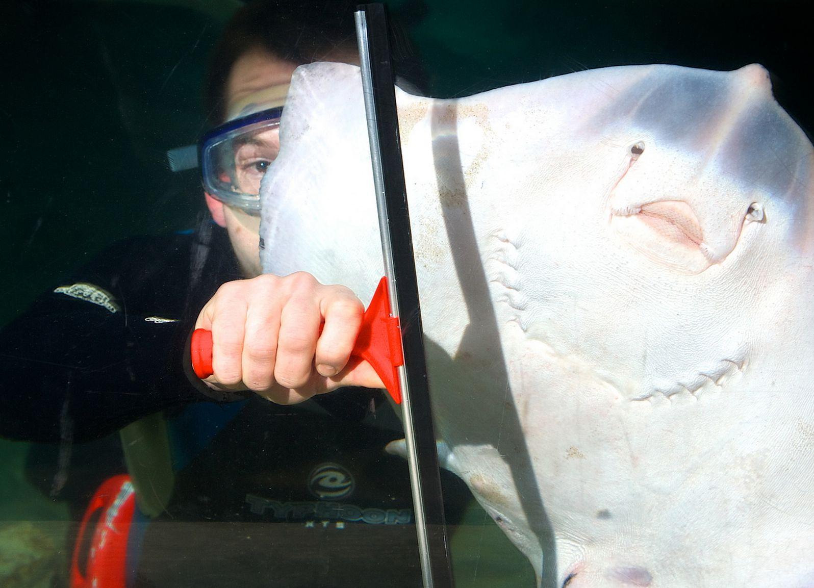 Ăsta poate fi cel mai periculos loc de muncă din lume!