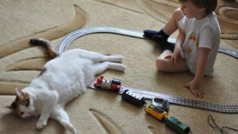 Un tren a deraiat, după ce a lovit o pisică! Care e explicația?