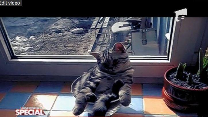 Special! Pisica din bolul de sticlă