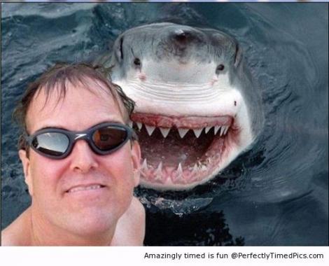 Imaginea care-ți dă fiori: Un rechin s-a lipit de un înotător, pentru a se fotografia împreună
