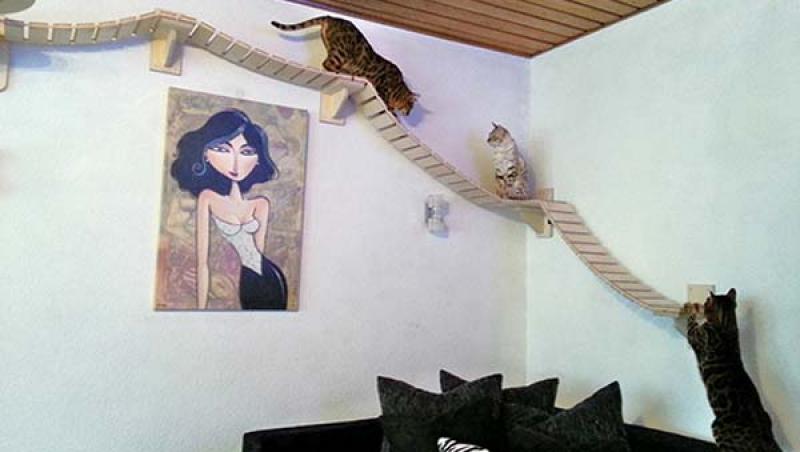 FOTO: Nici măcar nu ştiai că există aşa ceva! Cum îţi faci pisica să se simtă ca acasă
