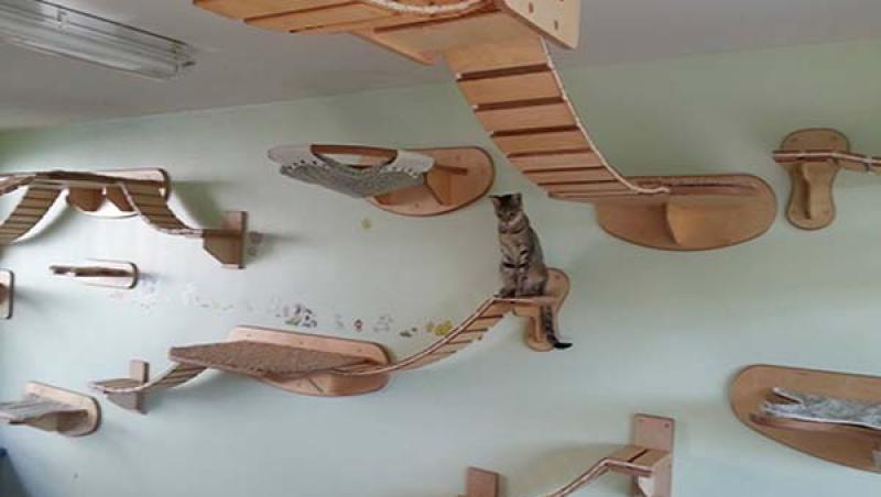FOTO: Nici măcar nu ştiai că există aşa ceva! Cum îţi faci pisica să se simtă ca acasă