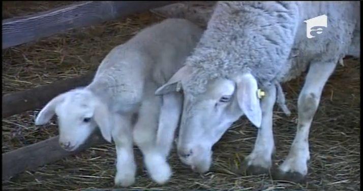 Preţul cărnii de miel, la fel ca &icirc;n 2013