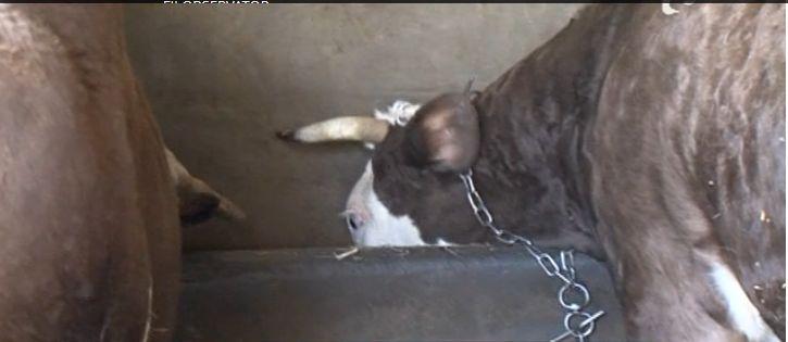 Se scumpește laptele! Ce vești ne mai dau producătorii