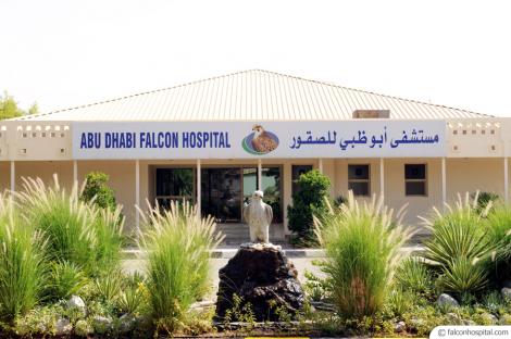 Fala lor, spitalul șoimilor: Arabii își tratează regește păsările și le fac transplanturi de pene