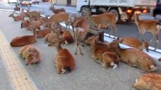 Un oraș japonez a fost invadat de căprioare!