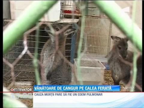 ARAD | Femeie, la 112: "Alo, un cangur aleargă prin cartier! Insist!"