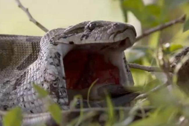 VIDEO! Aşa ceva vezi doar o dată-n viaţă! Momentul &icirc;n care un piton &icirc;nghite o antilopă!