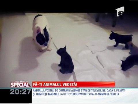 Obiceiurile taților din lumea canină