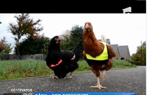 Veste reflectorizante pentru găini