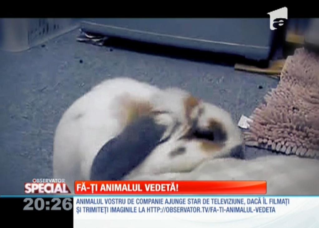 Iepuraşul distrugător de perne