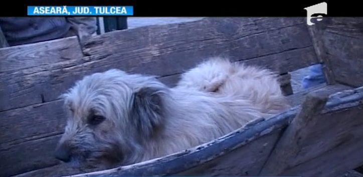 ŞOCANT! 30 de c&acirc;ini au fost &icirc;mpuşcaţi pentru distracție, de v&acirc;nători