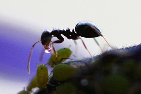 800 de furnici au pornit într-o aventură în spaţiu, trimise de NASA