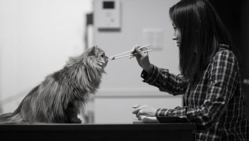 FOTO & VIDEO | Pisici care gustă mâncare chinezească, direct cu bețișoarele! Cu sau fără ajutor?