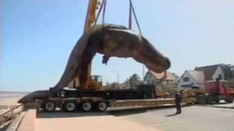 VIDEO! O balenă eşuată a explodat în timpul operaţiunii de curăţare a plajei