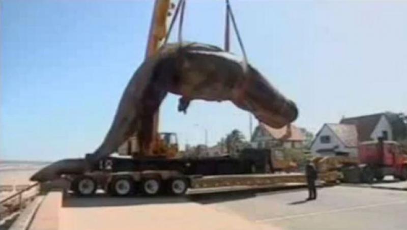 VIDEO! O balenă eşuată a explodat în timpul operaţiunii de curăţare a plajei