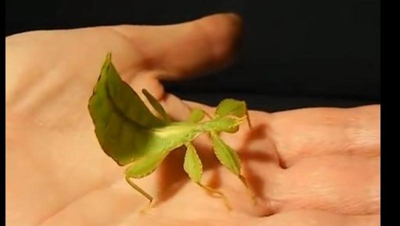 Ai zice că e o frunză, dar e de fapt o insectă! (VIDEO)