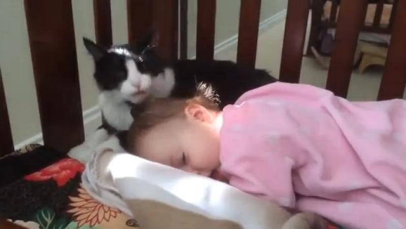 VIDEO! O pisică se crede mama unui bebeluş