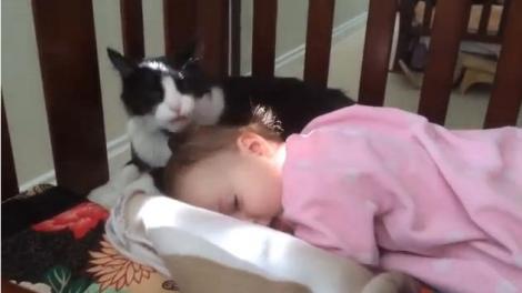 VIDEO! O pisică se crede mama unui bebeluş