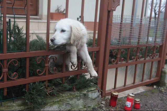 Asta &icirc;nseamnă suferinţă! Căţelul lui Adrian Iovan &icirc;ncă &icirc;şi aşteaptă stăp&acirc;nul să se &icirc;ntoarcă acasă