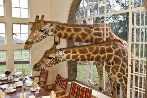 Hotelul în care stai la masă cu girafele regale!