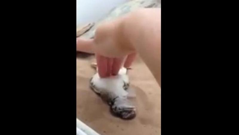 VIDEO! O şopârlă leşină de plăcere dacă o gâdili