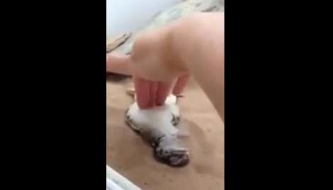 VIDEO! O şopârlă leşină de plăcere dacă o gâdili