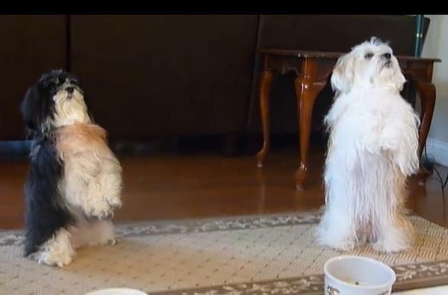 Ei sunt cei mai religioşi c&acirc;ini din lume! Spun rugăciunea &icirc;nainte de masă