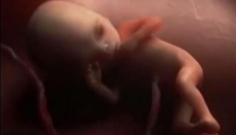 IMPRESIONANT | Cum se formează bebeluşul în pântecul mamei! (VIDEO)