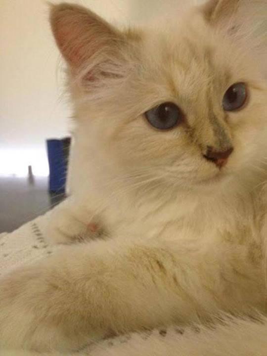 Și tu ți-ai dori să fii pisică! Choupette, felina lui Lagerfeld, trăiește ca &icirc;n RAI!