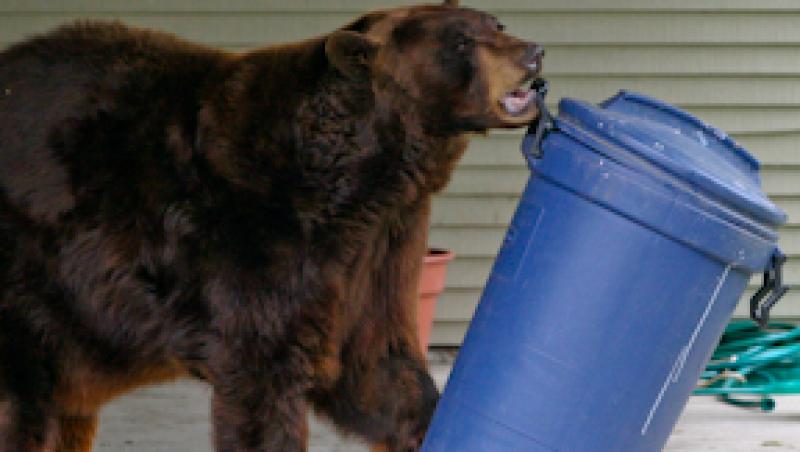 Video-demențial! Nu se mai încurcă să caute...Un urs pleacă acasă cu...tomberonul