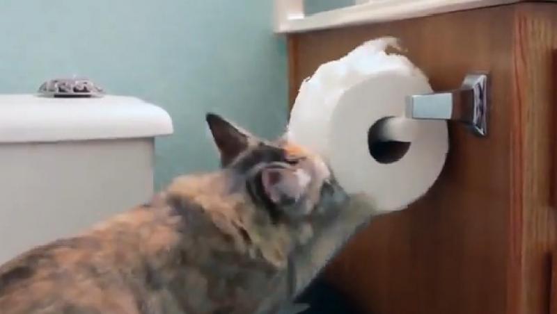 VIDEO! Pisicile și hârtia igienică, dușmani de moarte