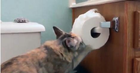 VIDEO! Pisicile și hârtia igienică, dușmani de moarte