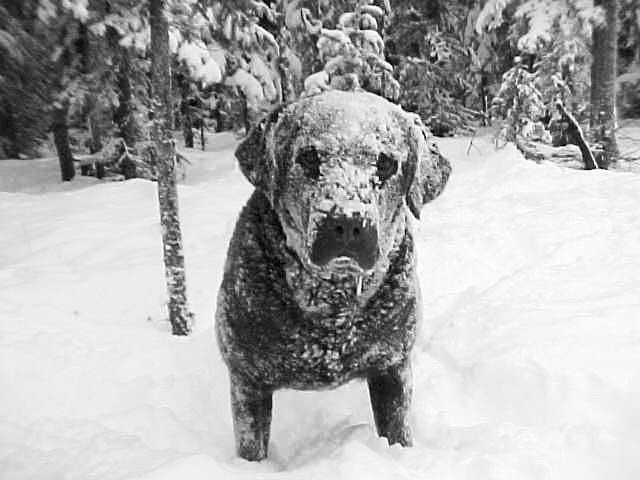 Aproape 300 de c&acirc;ini riscă să moară &icirc;ngheţaţi