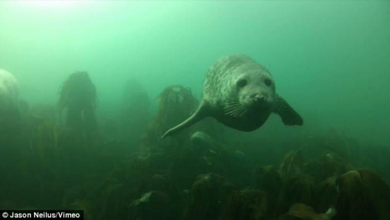 Imagini EMOȚIONANTE! Cum reacționează câțiva pui de focă în prezența omului!