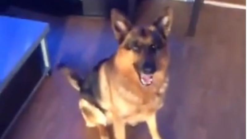 VIRAL! El este cel mai petrecăreț câine!