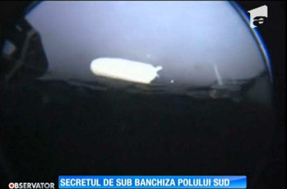 O nouă specie de nevertebrate, descoperită &icirc;n Antarctica