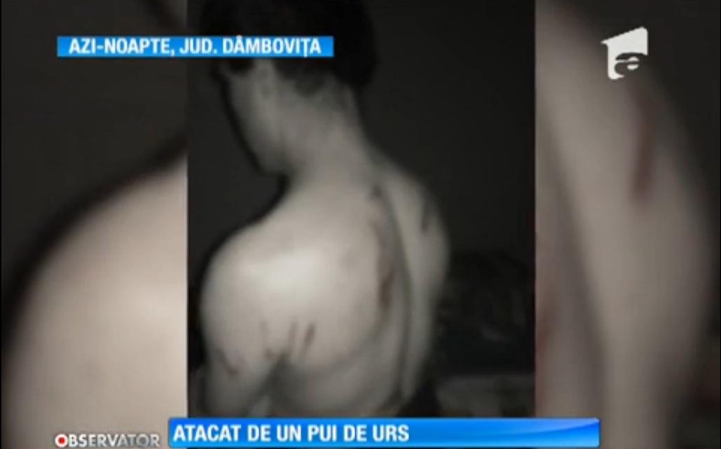 Angajatul unei cabane din Padina, atacat de urs