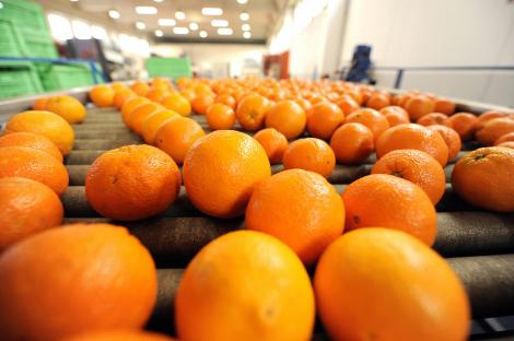 Japonezii au cultivat primele portocale în formă de pentagon