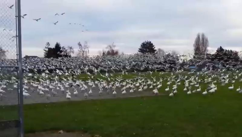 VIDEO! Un tsunami de gâște a pus stăpânire pe un teren de fotbal