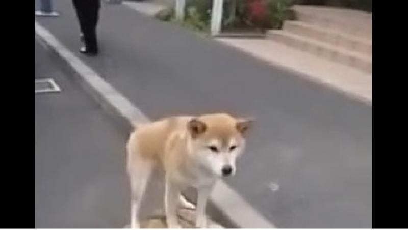 VIRAL! Un câine și-a găsit un mijloc de transport inedit