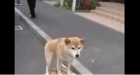 VIRAL! Un câine și-a găsit un mijloc de transport inedit