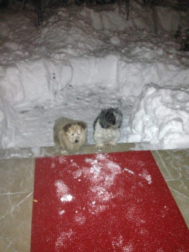 C&acirc;inii Alessandrei Stoicescu, prinşi de viscol!