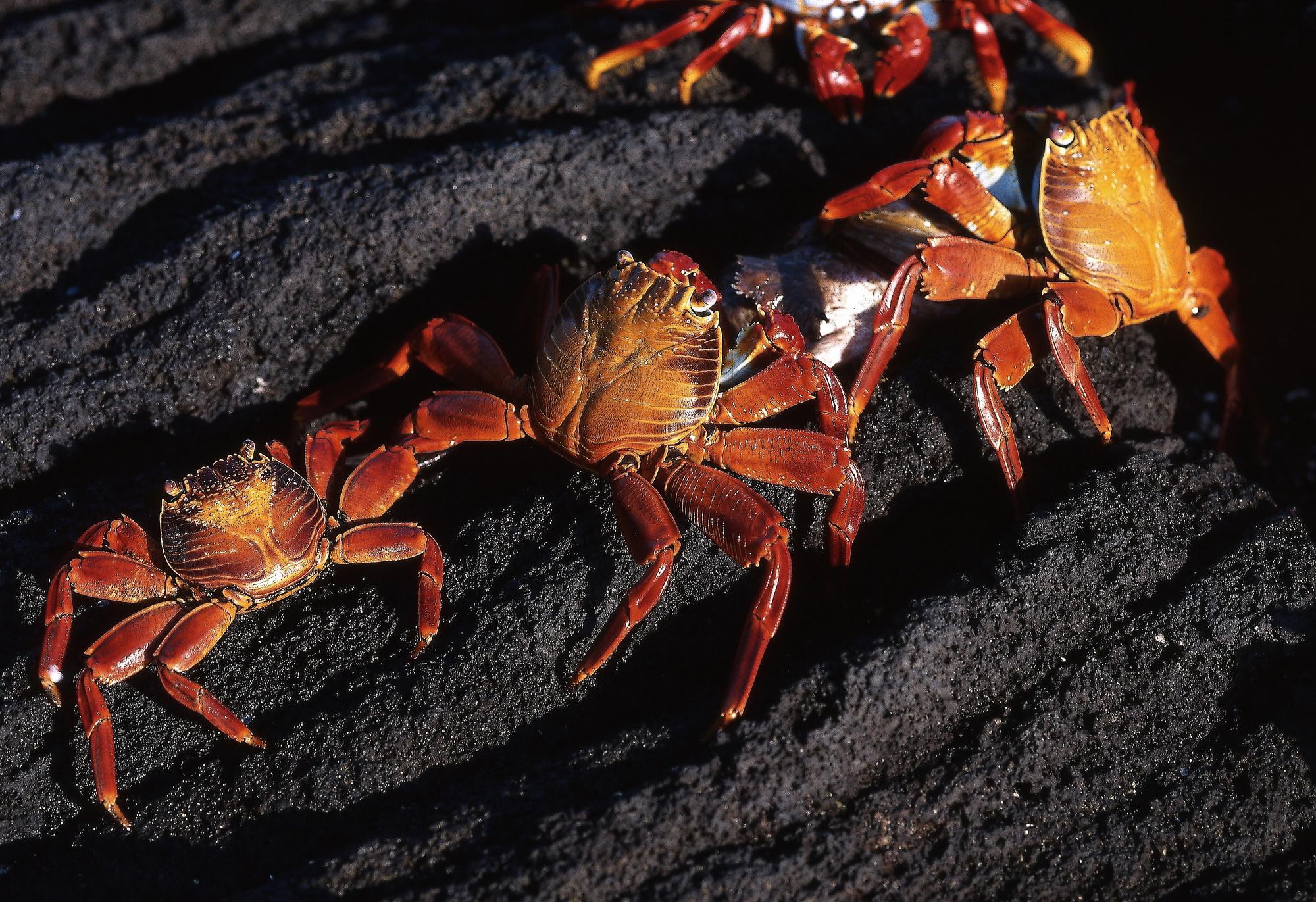 Cea mai GROAZNICĂ farsă i-a fost făcută unui bărbat cu frică de HOMARI!