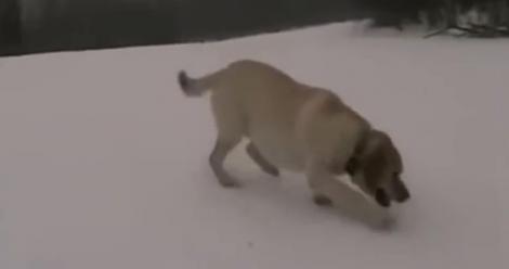VIRAL! Câinele acesta iubește zăpada. Se dă singur pe derdeluș!